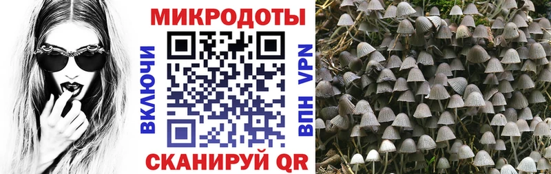 Псилоцибиновые грибы Cubensis  hydra tor  Стародуб 